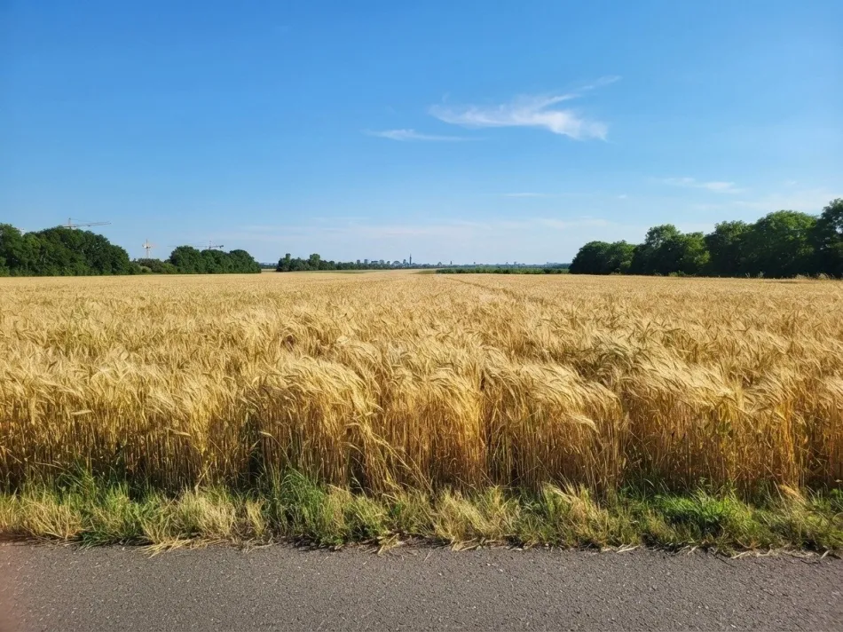 Blick zum Grundstück