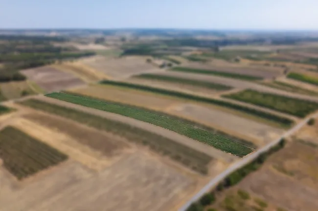 Landwirtschaftliches Grundstück in der KG Bockfließ - 5681m2 - Titelbild