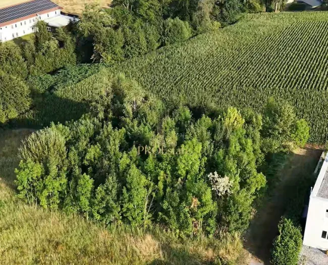 Attraktives Wohnprojekt mit 4 oder mehr Wohneinheiten in ruhiger, grüner Lage in Thalheim! - Sackgasse! - Titelbild