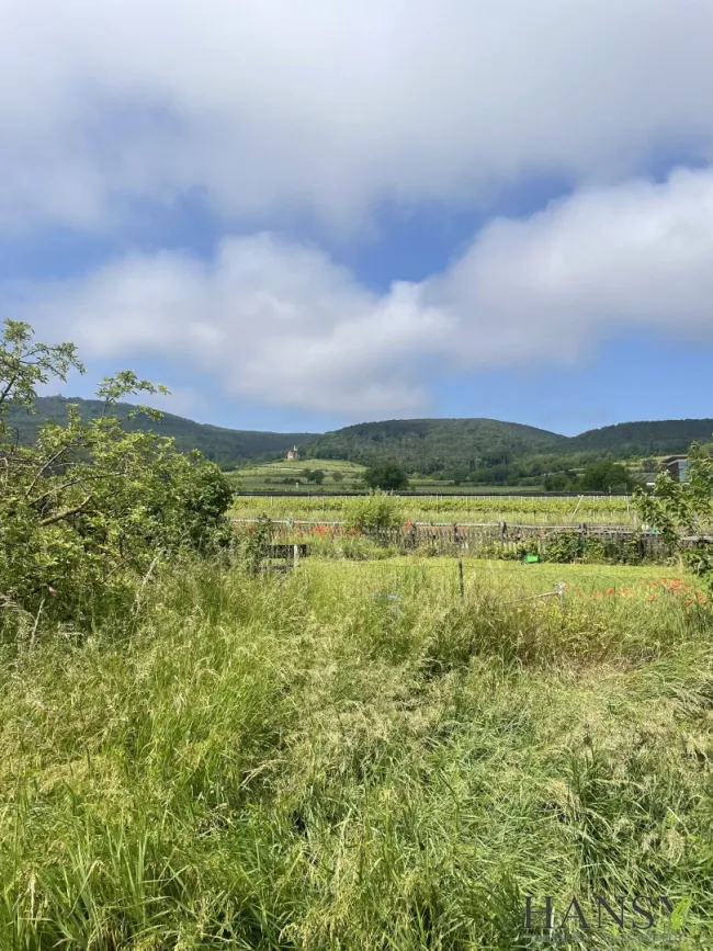 Großes Baugrundstück 2059 m² in 2504 Sooß – Ihr Traum-Eigenheim in NÖ! - Bild