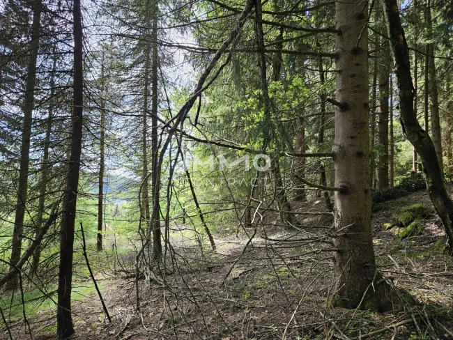 Wald hinter dem Haus