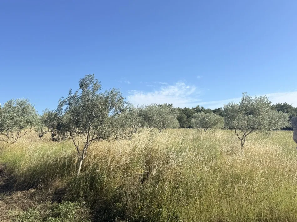 Exklusives Baugrundstück mit Olivenhain in traumhafter Lage bei Fažana / Barbariga – Istrien - Bild