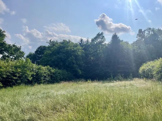 BAUGRUNDSTÜCK MIT SONNIGEM FERNBLICK - Bild