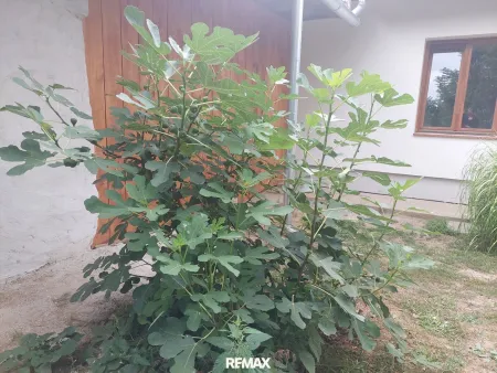 ein Feigenbaum