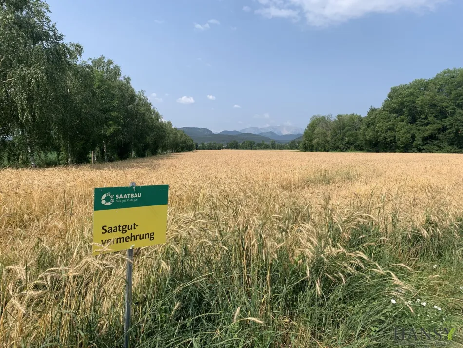 Großes Land- und Forstwirtschaftsgrundstück mit ertragreichem Boden - Titelbild