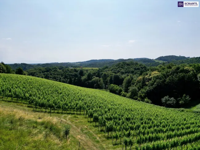 Ihr Chalet-Projekt an der Südsteirischen Weinstraße – Einzigartiges Grundstück mit spektakulärem Panoramablick in einer der schönsten Regionen der Steiermark. - Bild