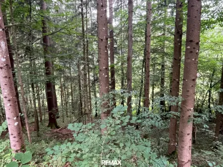 Wald