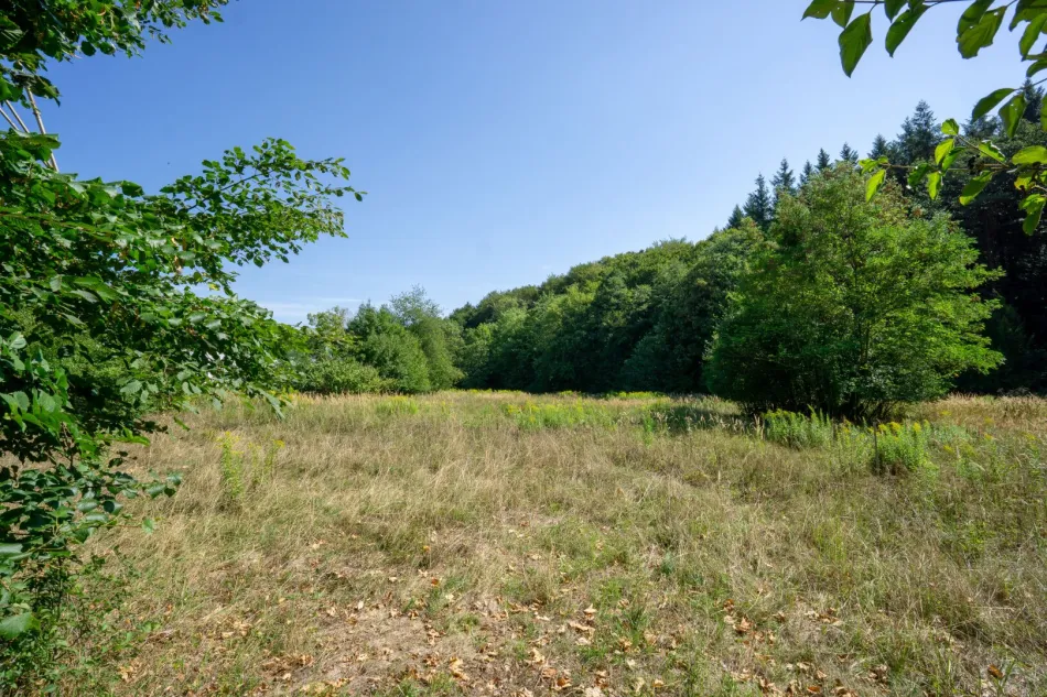 Betriebsbaugrund im Ortszentrum Pressbaum/Tullnerbach - Bild