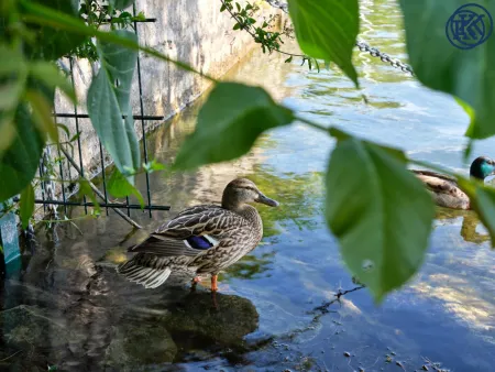 Alte Donau