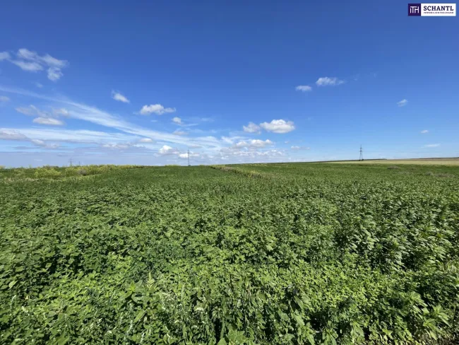 Rarität! Landwirtschaftliches Grundstück zwischen Moosbrunn und Gramatneusiedl– ca. 41.000 m² Ackerfläche zu verkaufen! - Bild