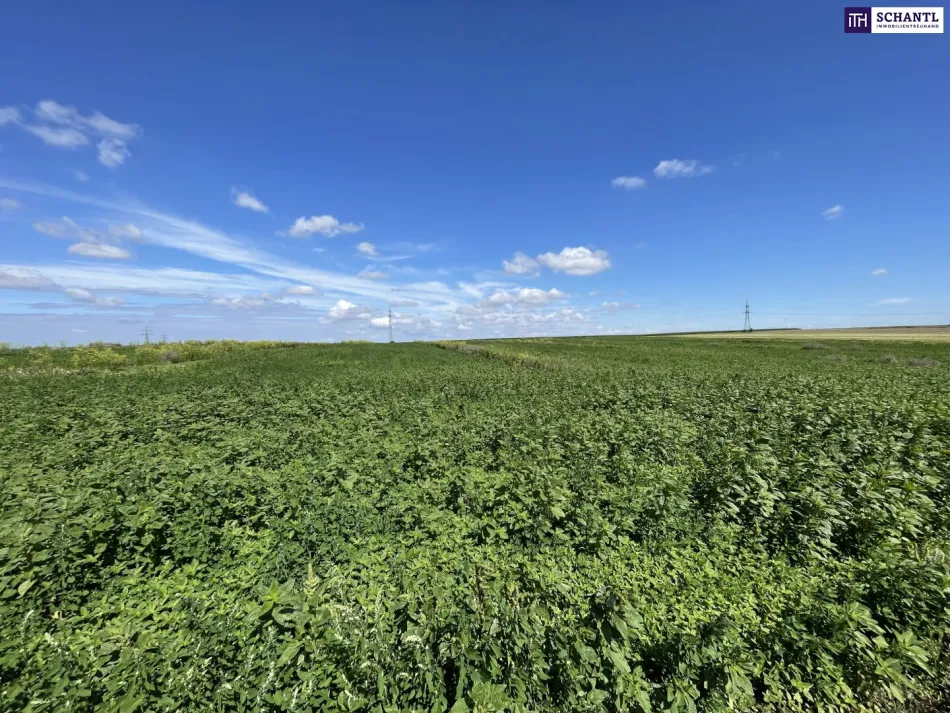 Rarität! Landwirtschaftliches Grundstück zwischen Moosbrunn und Gramatneusiedl– ca. 41.000 m² Ackerfläche zu verkaufen! - Bild