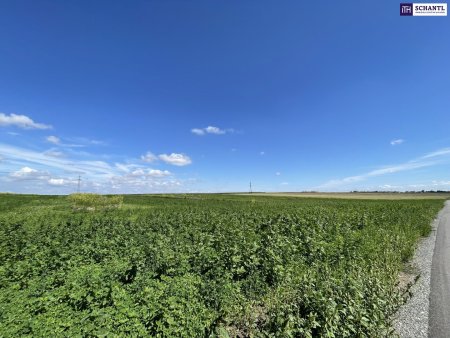 Rarität! Landwirtschaftliches Grundstück zwischen Moosbrunn und Gramatneusiedl– ca. 41.000 m² Ackerfläche zu verkaufen!