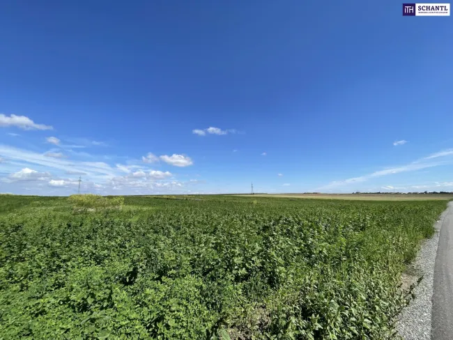 Rarität! Landwirtschaftliches Grundstück zwischen Moosbrunn und Gramatneusiedl– ca. 41.000 m² Ackerfläche zu verkaufen! - Titelbild