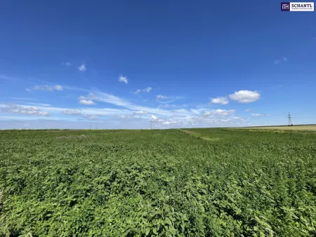 Rarität! Landwirtschaftliches Grundstück zwischen Moosbrunn und Gramatneusiedl– ca. 41.000 m² Ackerfläche zu verkaufen!