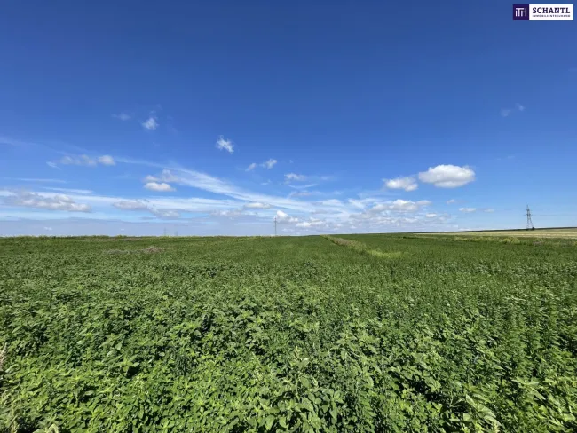 Rarität! Landwirtschaftliches Grundstück zwischen Moosbrunn und Gramatneusiedl– ca. 41.000 m² Ackerfläche zu verkaufen! - Bild