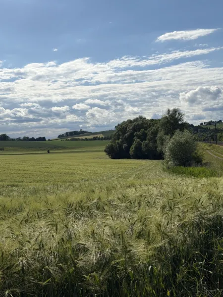 Acker mit Waldstreifen