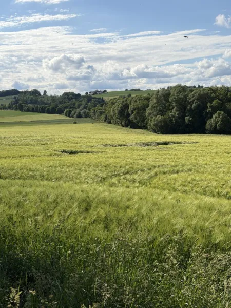 Ansicht Acker mit Waldstreifen