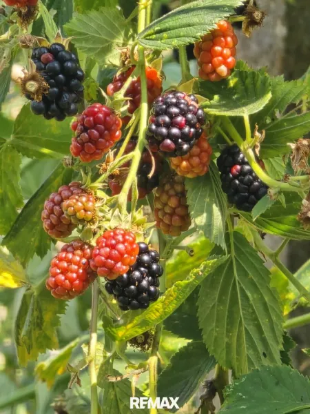 Obst