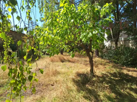 Der derzeit naturbelassene Garten