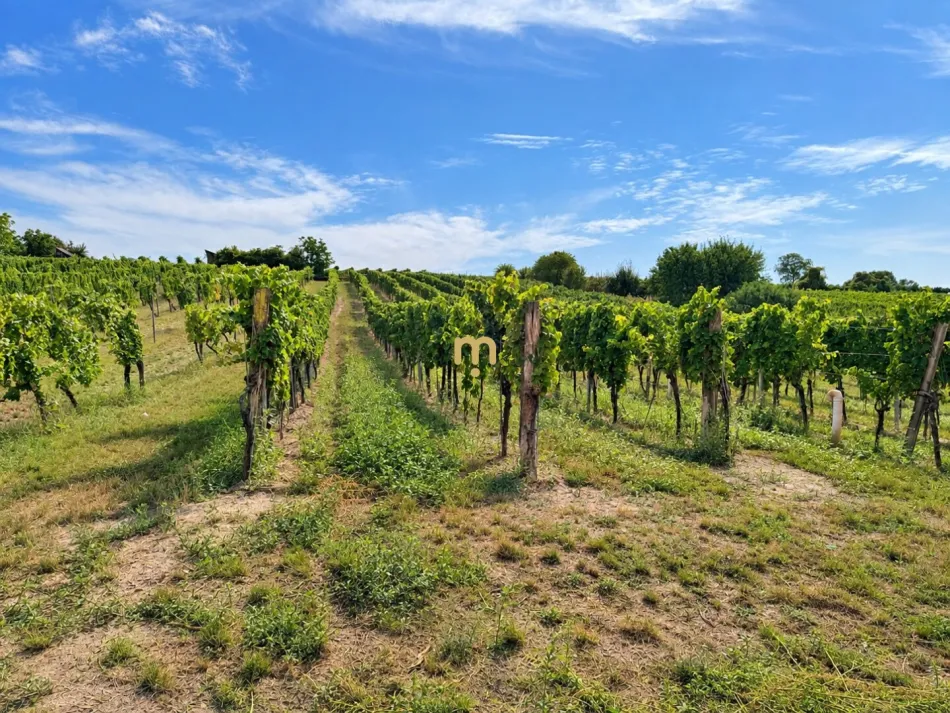 Historisches Weingut mit angrenzenden Weingärten in Furth bei Göttweig – seltene Gelegenheit zur Miete - Bild