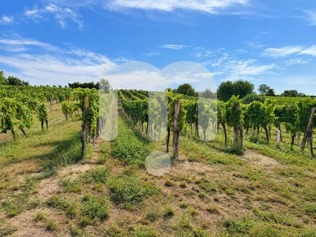 Historisches Weingut mit angrenzenden Weingärten in Furth bei Göttweig – seltene Gelegenheit zur Miete