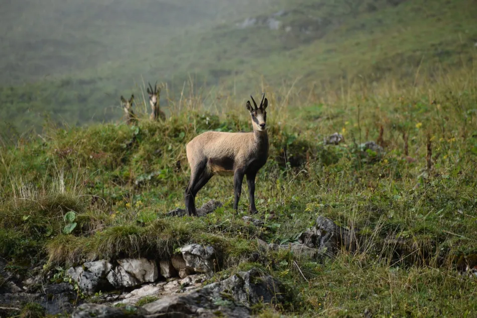 300 ha Gamsjagd in der Obersteiermark - Bild