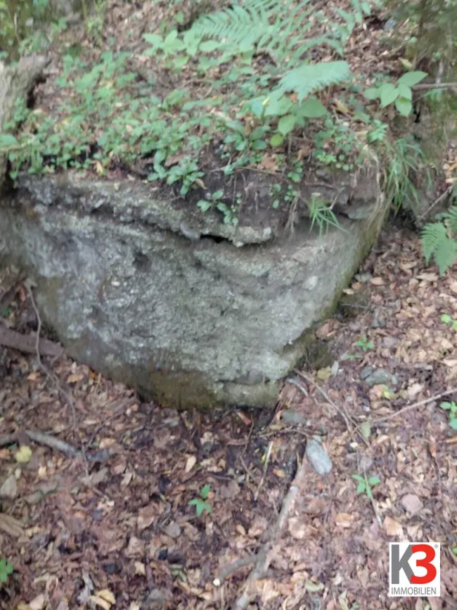 Waldparzelle mit Wasserquelle zu verkaufen - Bild