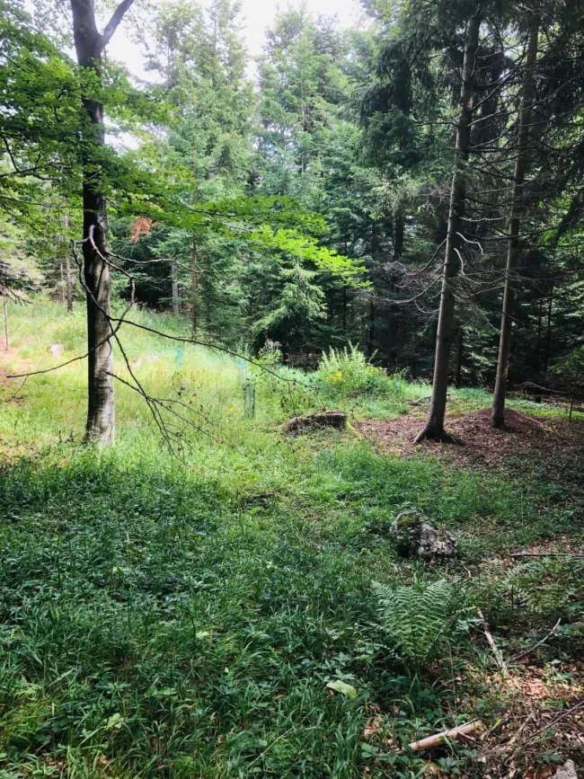 Mischwald in Rohrbach am Steinfeld, Gemeindegebiet Ternitz, zu verkaufen - Bild