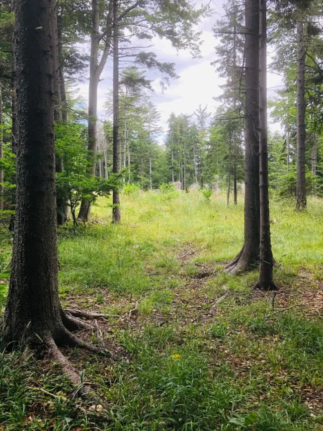 Mischwald in Rohrbach am Steinfeld, Gemeindegebiet Ternitz, zu verkaufen - Titelbild