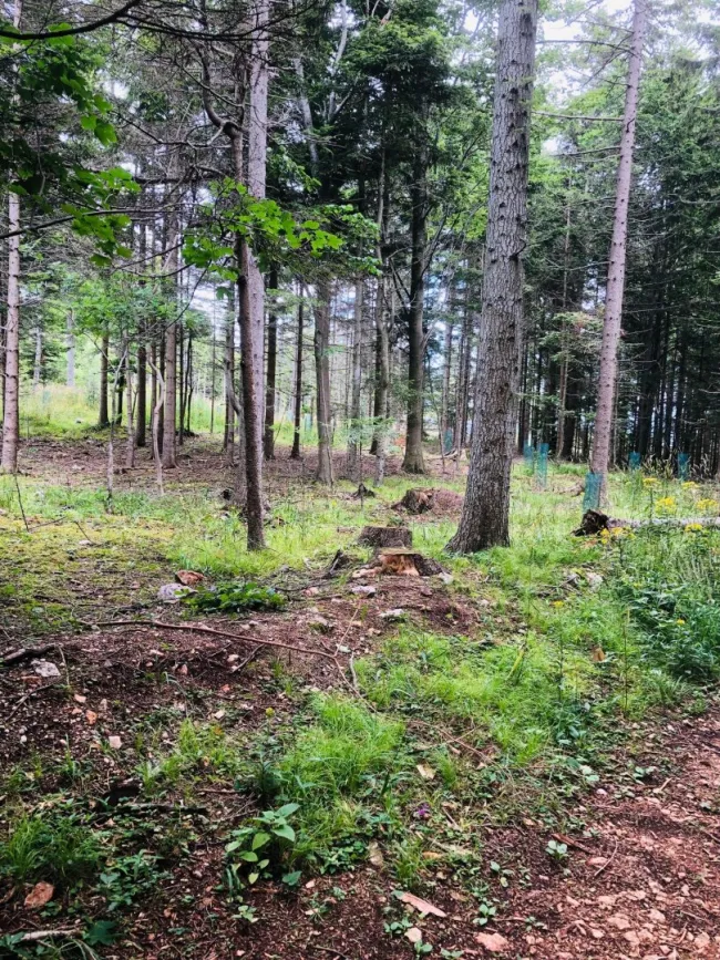Mischwald in Rohrbach am Steinfeld, Gemeindegebiet Ternitz, zu verkaufen - Bild