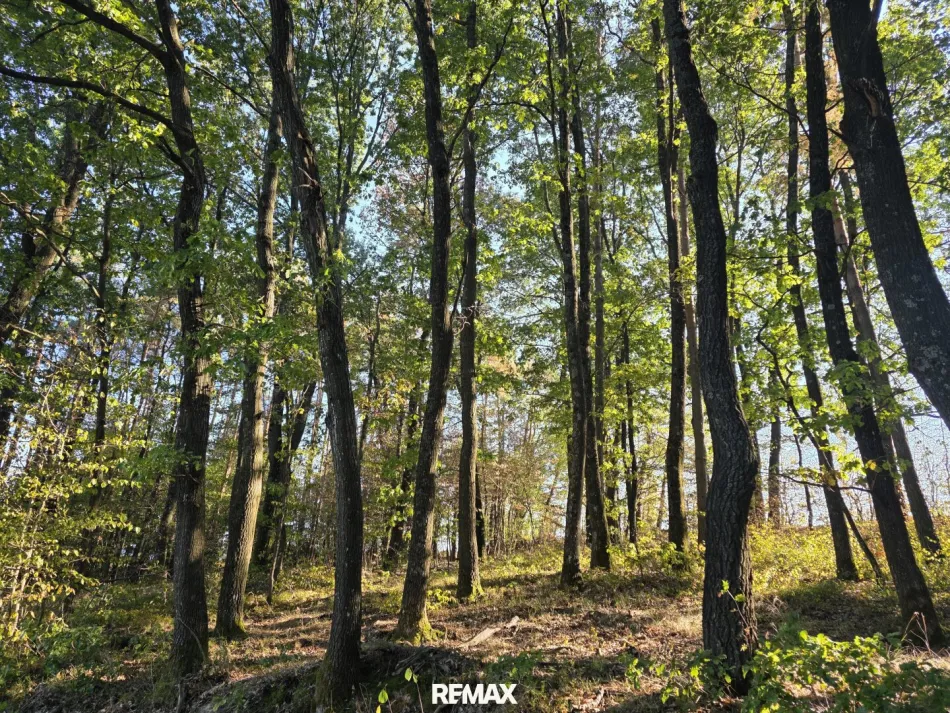 Wald