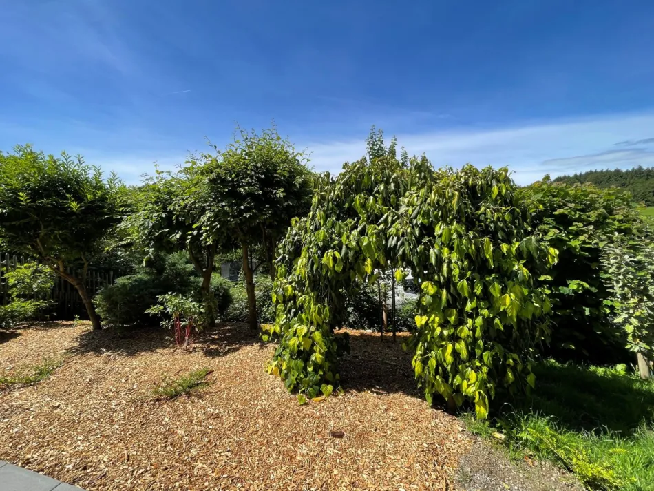 Charmante 2 1/2 -Zi-Wohnung mit Garten, Terrasse & Kamin in 8054 Seiersberg-Pirka/Mantscha zu mieten - eventuelle Kaufoption möglich! - Bild