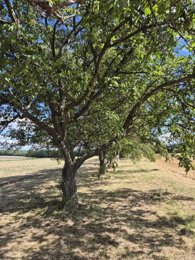 +++NATURJUWEL MIT EIGENER WALNUSSERNTE im Herzen vom Burgenland!+++ - Bild