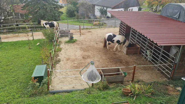 Deine Tiere und Du - im Vulkanland Steiermark bei Feldbach - Bild