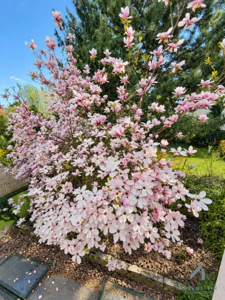 1. OG/ Aussicht auf blühende Magnolie im Garten