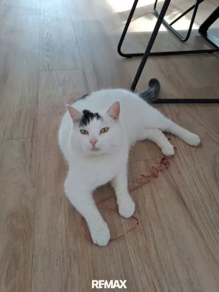 Kater Freddy