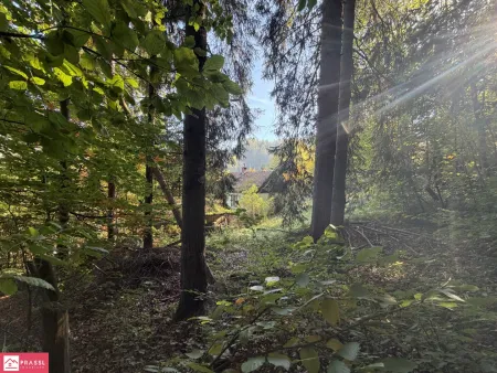 Ansicht vom Wald