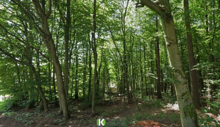 Waldgrundstück