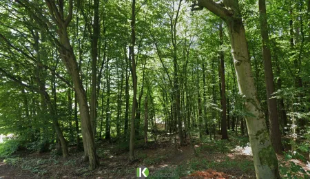 Waldgrundstück