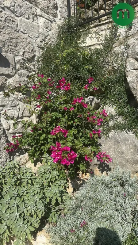 Steingarten