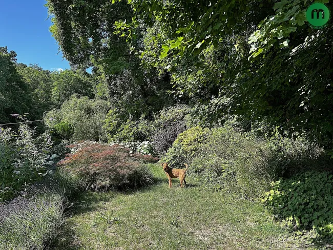 dicht begrünter Garten