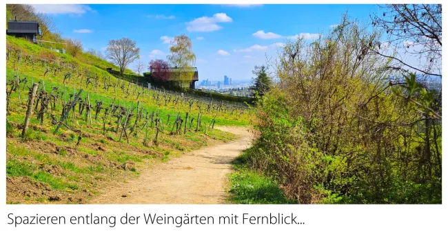 Spazieren in den Weinbergen