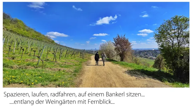 Spazieren in den Weinbergen
