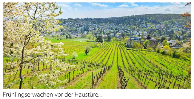 Spazieren in den Weinbergen