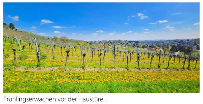 Spazieren in den Weinbergen
