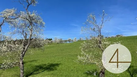 Im Mostviertel blühen wieder die Bäume ... - Baugründe in wunderschöner, sonniger Lage! - Bild