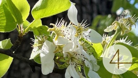 Apfelblüte im Mostviertel - Baugründe in wunderschöner, sonniger Lage!