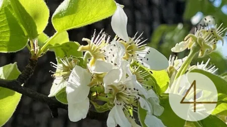 Apfelblüte im Mostviertel - Baugründe in wunderschöner, sonniger Lage! - Bild