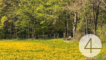 Apfelbaumblüte vor Ihrem Haus im schönen Mostviertel - Baugründe in wunderschöner, sonniger Lage!