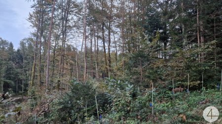 Land- und Forstwirtschaft mit rund 10 ha Grund und riesiger PV-Anlage